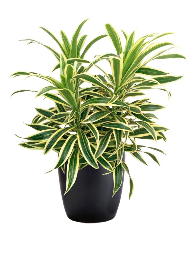 Dracaena reflexa Plant ( Song of India / Pleomele )